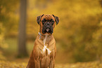 German boxer in autumn