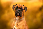 German boxer in autumn