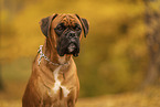 German boxer in autumn