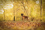 German boxer in autumn