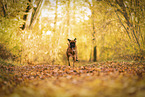 German boxer in autumn