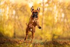 German boxer in autumn