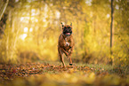 German boxer in autumn