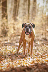 German Boxer in autumn