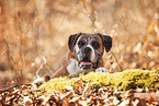 German Boxer in autumn