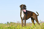 German Boxer in summer