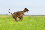 German Boxer in summer