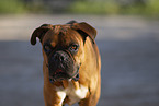 German Boxer Portrait