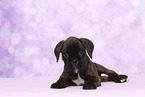 German Boxer Puppy