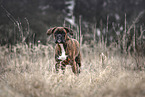 German Boxer in autumn