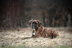 German Boxer in autumn