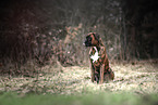 German Boxer in autumn