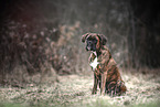 German Boxer in autumn