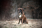 German Boxer in autumn