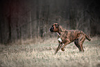 German Boxer in autumn