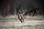 German Boxer in autumn