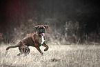 German Boxer in autumn