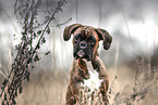 German Boxer in autumn