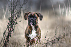 German Boxer in autumn