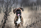 German Boxer in autumn