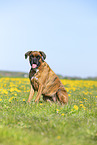 German Boxer in summer