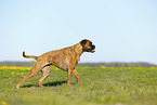 German Boxer in summer