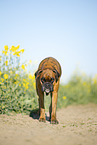 German Boxer in summer