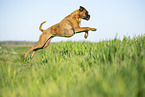 German Boxer in summer