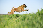 German Boxer in summer