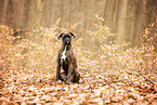 German Boxer