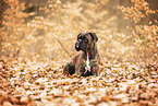 German Boxer