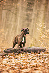 German Boxer