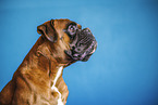 German Boxer