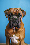 German Boxer