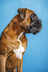 German Boxer