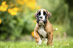 German Boxer Puppy