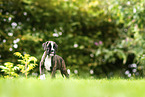 German Boxer Puppy