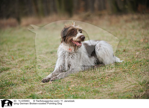 lying German Broken-coated Pointing Dog / YJ-05983