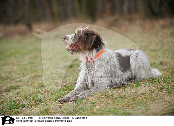 liegender Deutsch Stichelhaar / lying German Broken-coated Pointing Dog / YJ-05984