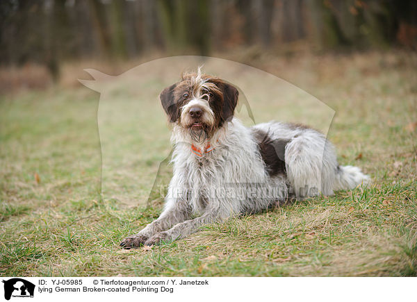 liegender Deutsch Stichelhaar / lying German Broken-coated Pointing Dog / YJ-05985