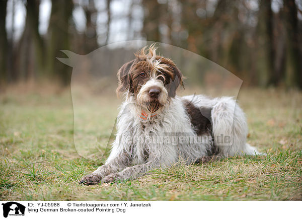 lying German Broken-coated Pointing Dog / YJ-05988
