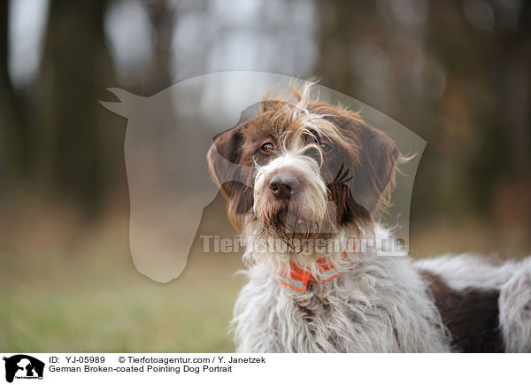 Deutsch Stichelhaar Portrait / German Broken-coated Pointing Dog Portrait / YJ-05989