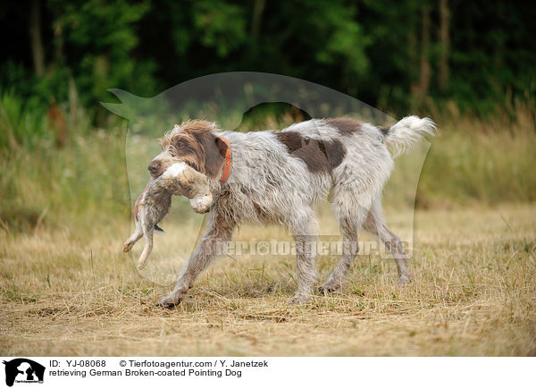 apportierender Deutsch Stichelhaar / retrieving German Broken-coated Pointing Dog / YJ-08068