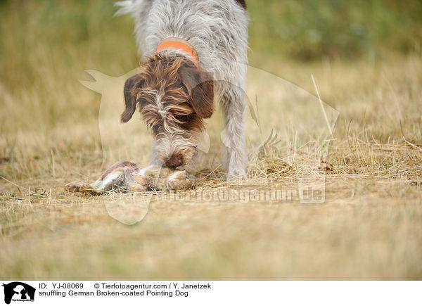 schnuppernder Deutsch Stichelhaar / snuffling German Broken-coated Pointing Dog / YJ-08069