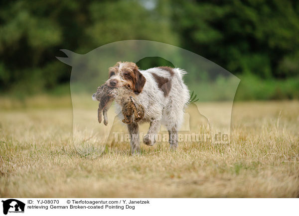 apportierender Deutsch Stichelhaar / retrieving German Broken-coated Pointing Dog / YJ-08070