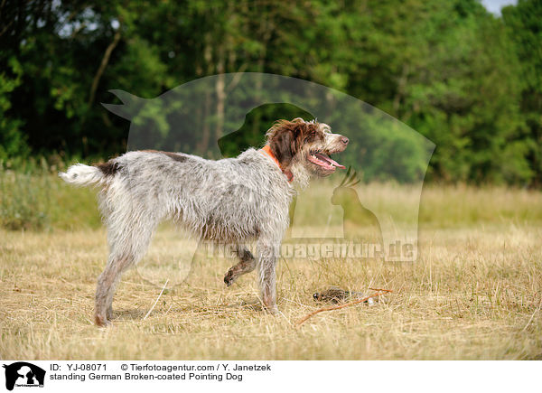 standing German Broken-coated Pointing Dog / YJ-08071