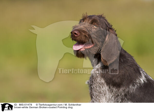 braun-weier Deutsch Stichelhaar / brown-white German Broken-coated Pointing dog / MIS-01478