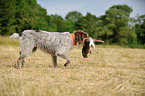 retrieving German Broken-coated Pointing Dog