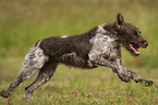brown-white German Broken-coated Pointing dog