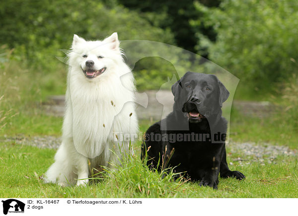 2 dogs / KL-16467